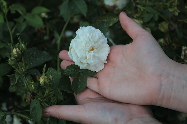 fleur, Rose, rose blanche, nature, macro, plante, mains