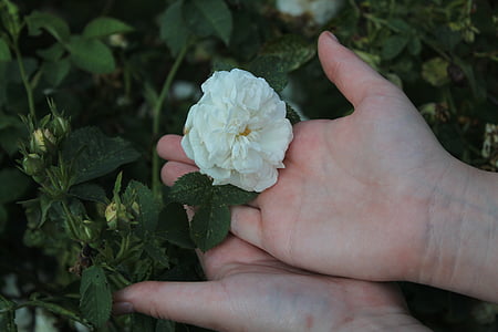 gėlė, Rožė, balta rožė, Gamta, makro, augalų, rankas
