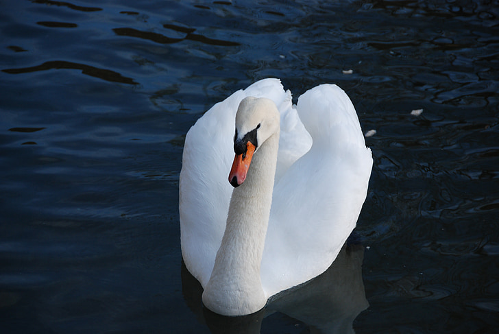 Swan, pasăre, apa, alb, natura, animale, Lacul