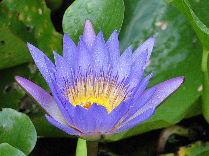 water lily, purple, ponds
