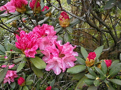 Różanecznik, rododendrony, Wrzosowate, wiosenne kwiaty, różowy kwiat