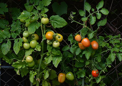tomater, Bush tomater, haven, vegetabilsk vokser, nachtschattengewächs, hjem haven, modenhedsniveau