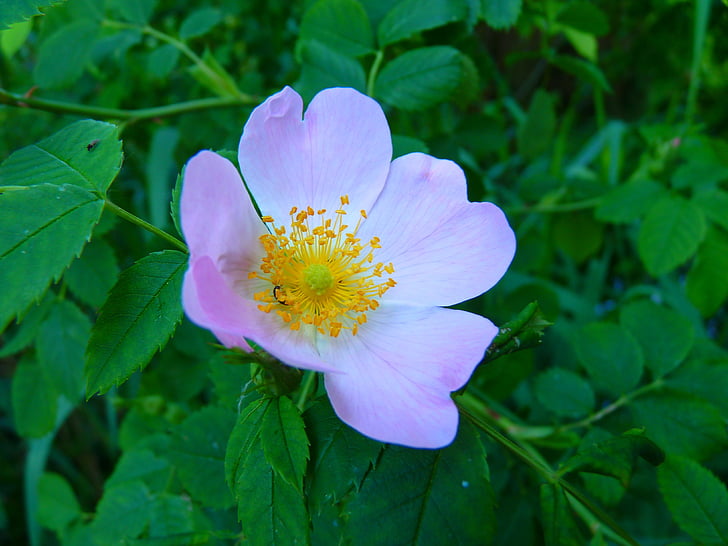 Wild rose, roosa, õis, Bloom, taim, loodus, kroonleht