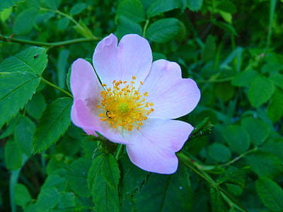 wild rose, pink, blossom, bloom, plant, nature, petal