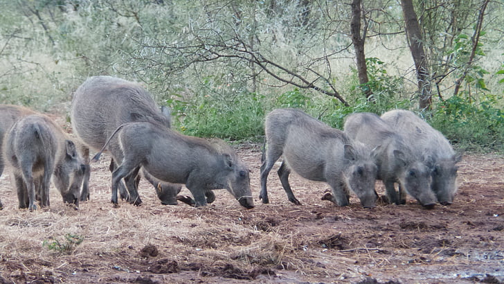 jabalíes verrugosos, cerdos, África, Limpopo, animal, mamíferos, flora y fauna