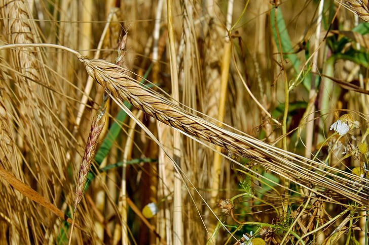 зърнени култури, ръж, ухо, подхранващ ръж, зърно, ръж поле, Селско стопанство