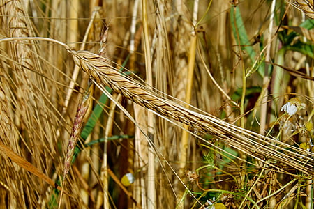 Getreide, Roggen, Ohr, nährende Roggen, Korn, Roggenfeld, Landwirtschaft