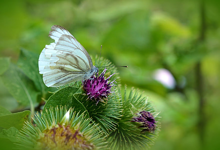 butterfly, white ling, thistle, meadow, summer, green, nectar