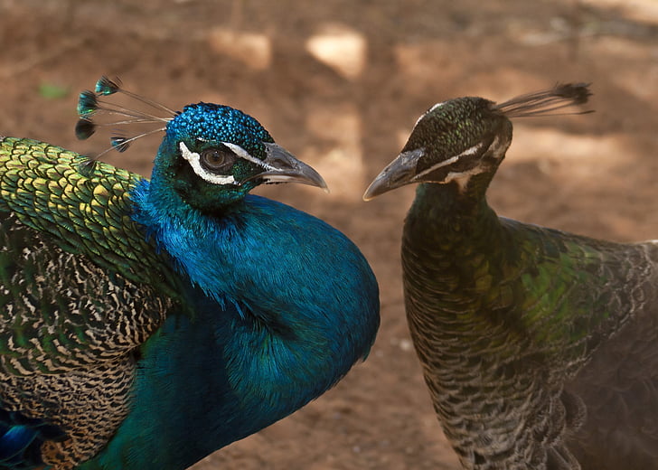 peacock, ave, animals, pen, feathers, beautiful, birds