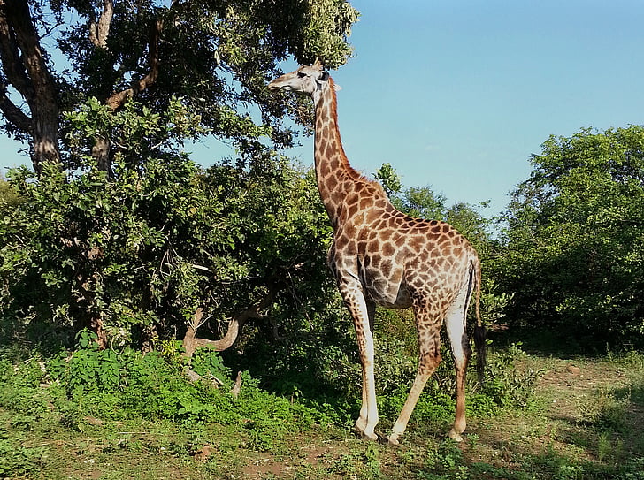giraff, Sydafrika, Kruger nationalpark