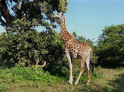 καμηλοπάρδαλη, Νότια Αφρική, εθνικό πάρκο Κρούγκερ