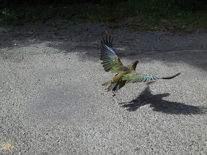 Kea, vták, Nový Zéland, papagáj, let, zviera
