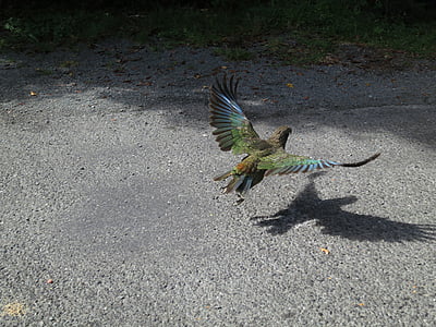 Kea, ptica, Novi Zeland, papiga, let, životinja