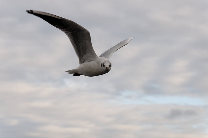 seagull, bird, flight, clouds, animal, water bird