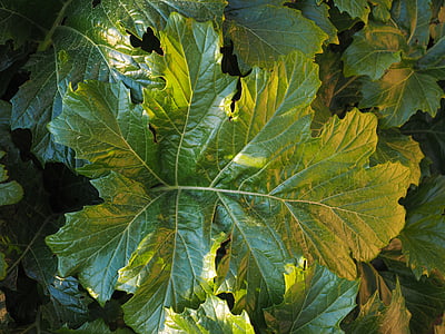 акантови Mollis е, листа, Грийн, голям, огромен, синя шапка, акантови растение
