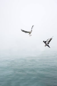seagull, dove, wing, bird, sea, fly, venice