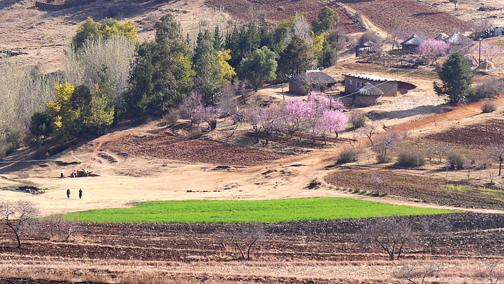 Lesotho, Settlement, paysage, printemps, nature, scène rurale, colline