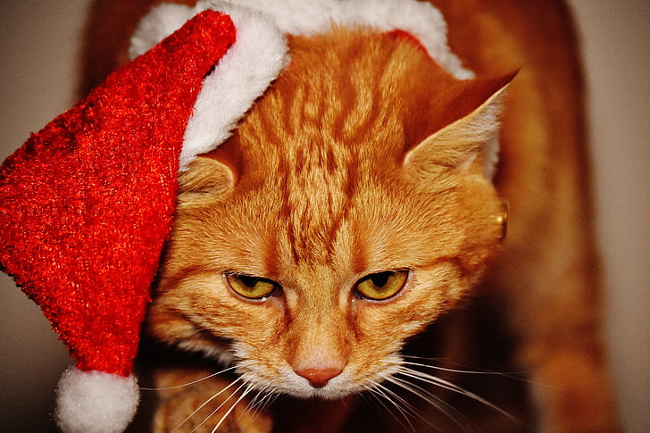 gatto, rosso, Natale, cappello della Santa, divertente, carina, sgombro