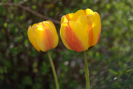 flower, yellow, orange, nature, close, macro, spring
