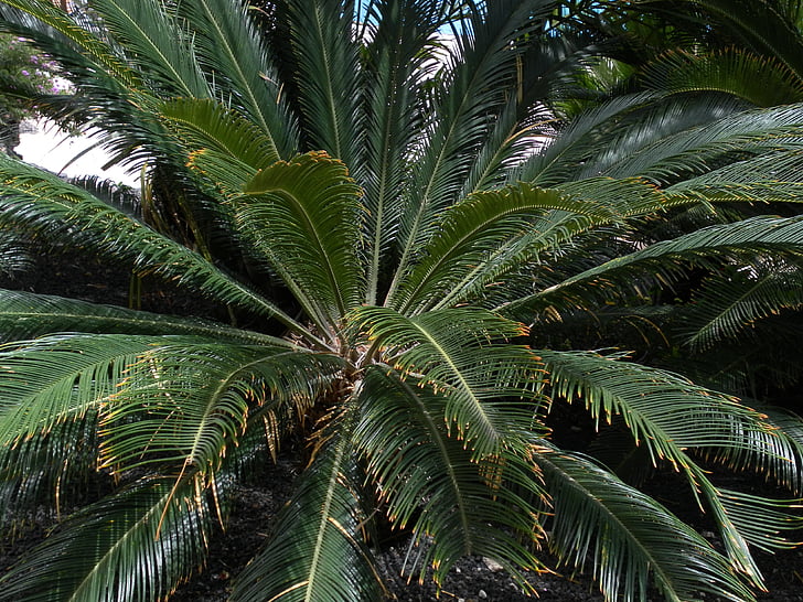 Palm, žalia, augalų