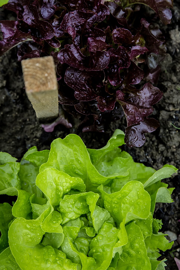 close-up, mad, sund, salat, makro, vegetabilsk, waterdrops