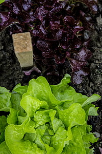 Close-up, produse alimentare, sănătos, salata verde, macro, legume, waterdrops