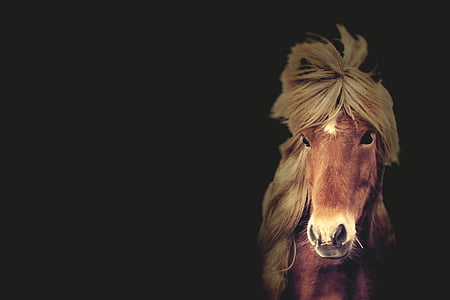 cavallo, cavallo di Islanda, animale, natura, Islandese, mammifero, naturale