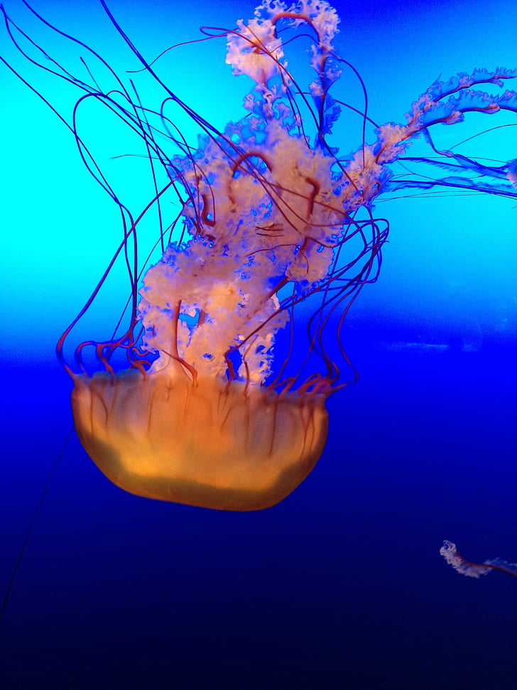 медузи, океан, морски, подводни, отрова, Светещи, токсични