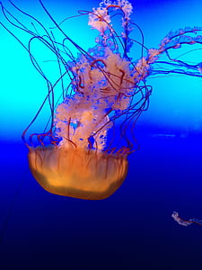 Медуза, океан, морской, Подводный, яд, светящийся, токсичные