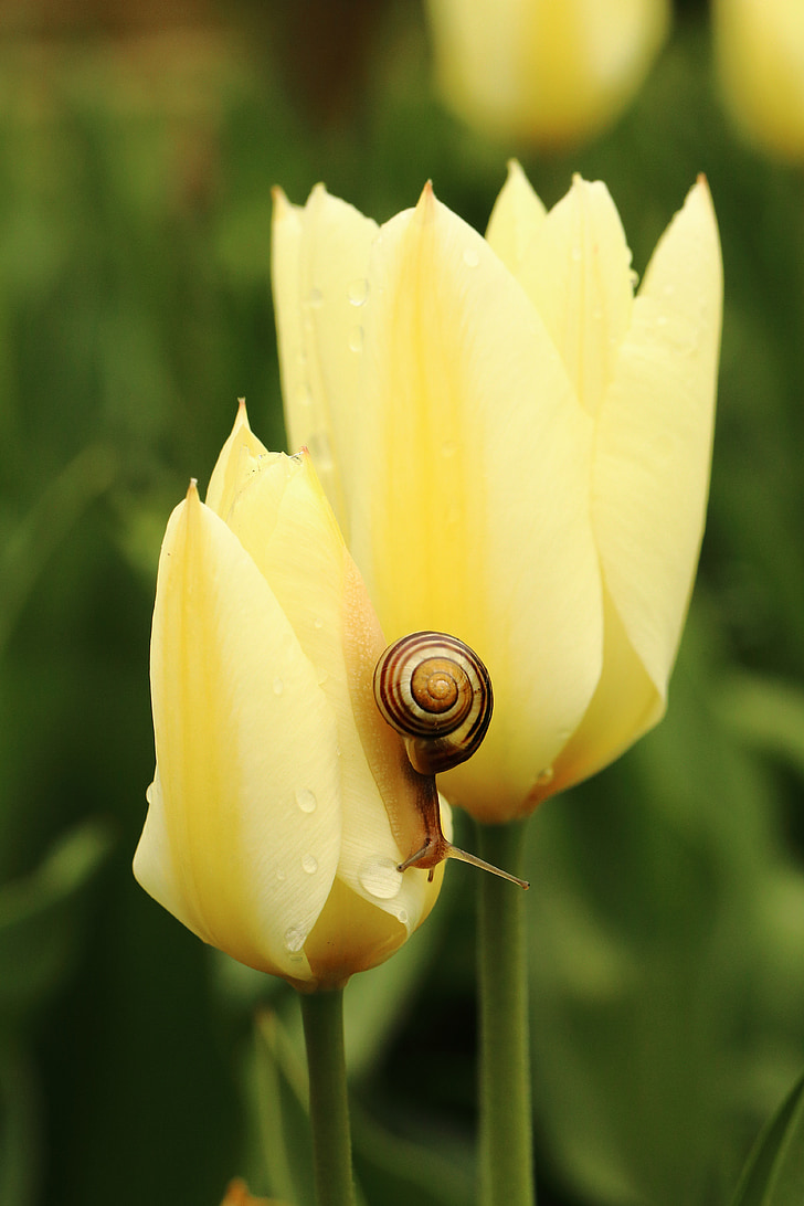 tulip, snail, yellow