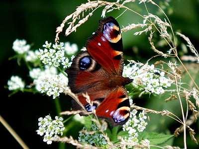 fjäril, Butterfly påfågel, babočkovití, vingar, naturen, insekt, fjärilsvingar