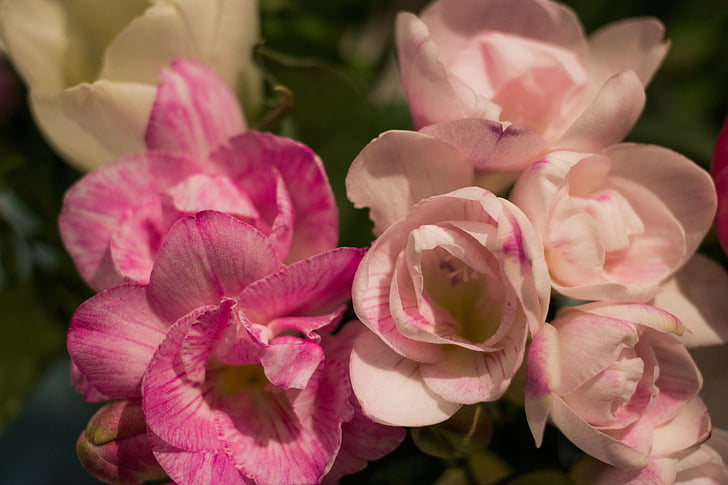 SIA, roosa, lilled, kevadel, detail, Sulgege, loodus