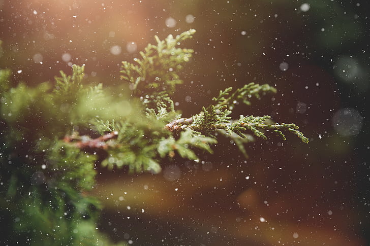 winter, plant, branch, tree, green, nature, snowflakes