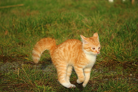 chaton, tabby tigré rouge, bébé chat, chat, automne, ludique, Meadow