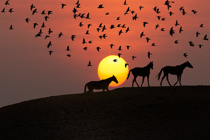 sunset, landscape, bird silhouette, horse silhouette, silhouette, sky, sun