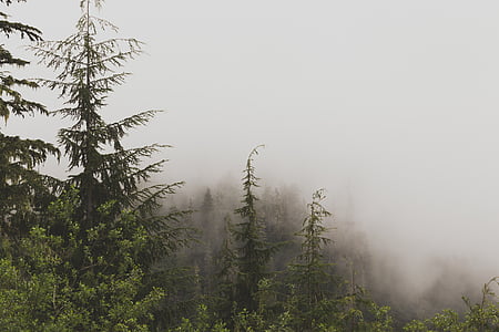 Thiên nhiên, cảnh quan, màu xanh lá cây, lá, cây, sương mù, đi du lịch
