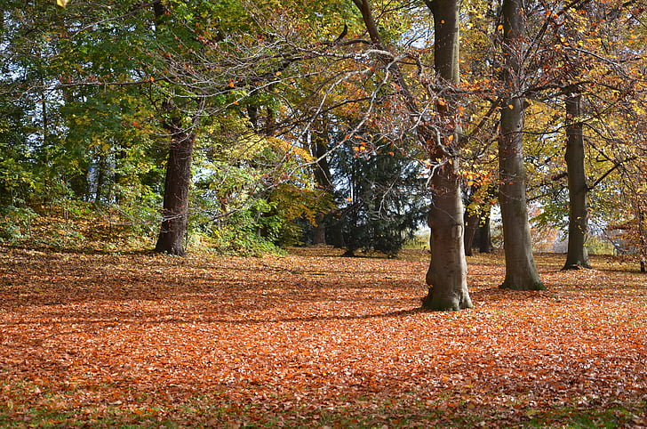listy, jeseň, stromy, farebné, strom, Leaf, list dážď