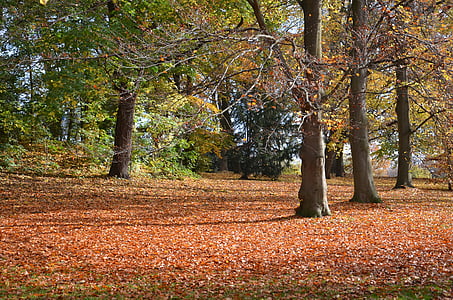 feuilles, automne, arbres, coloré, arbre, feuille, pluie de feuille