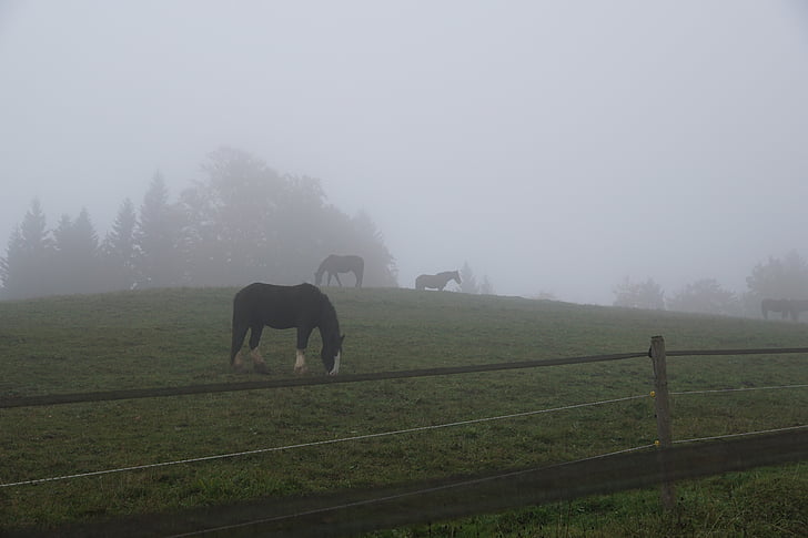 mlha, louka, kůň, pastviny, pole, tráva, Švýcarsko