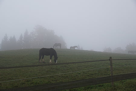 mlha, louka, kůň, pastviny, pole, tráva, Švýcarsko