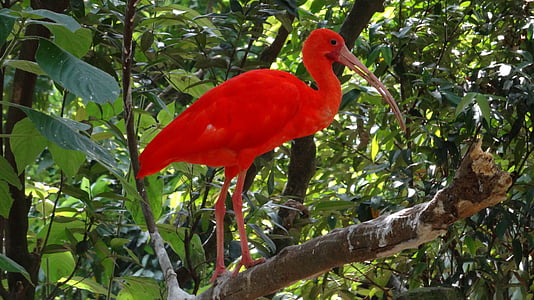 ibis szkarłatny, eudocimus ruber, bird, nature, forest, red, park