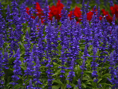 Sàlvia blau, flors, blau-violeta, vermell, fulla, verd, gregariousness