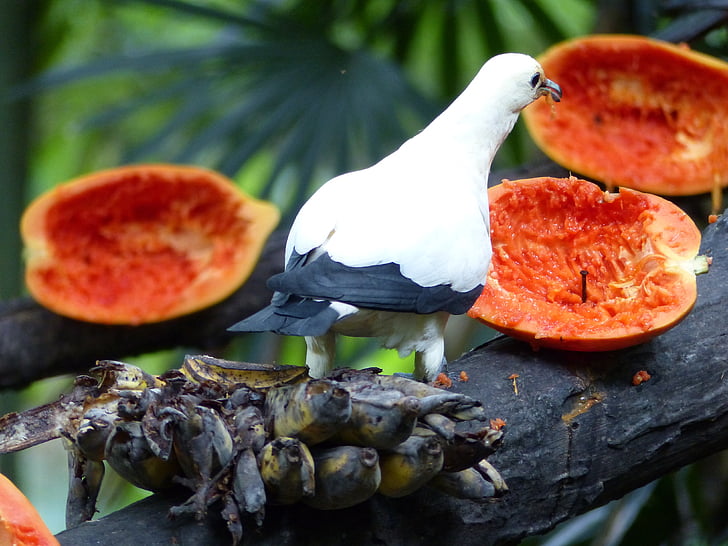 pájaro, papayas, fruta, Tailandia