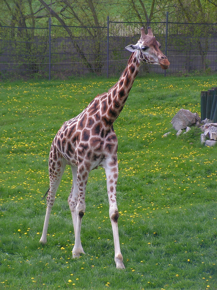 žirafa, go, korak, trava, obseg