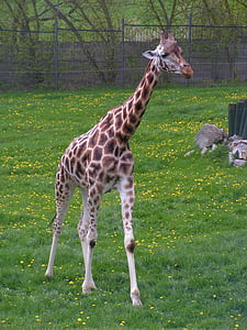 giraf, gå, trin, græs, rækkevidde