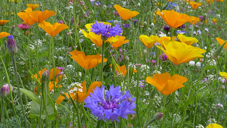 virág meadow, virágok, nyári virágok, szín, természet, összetétele, sárga
