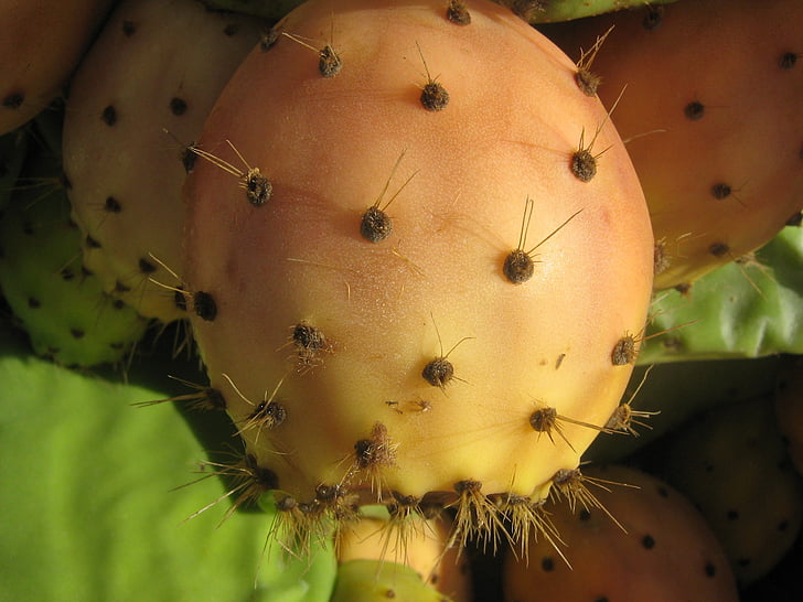 Prickly pear, ficus-indica, cacto, espinhosa, esporão, doce no interior, laranja