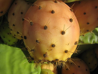 prickly pear, ficus indica, cactus, prickly, spur, sweet on the inside, orange