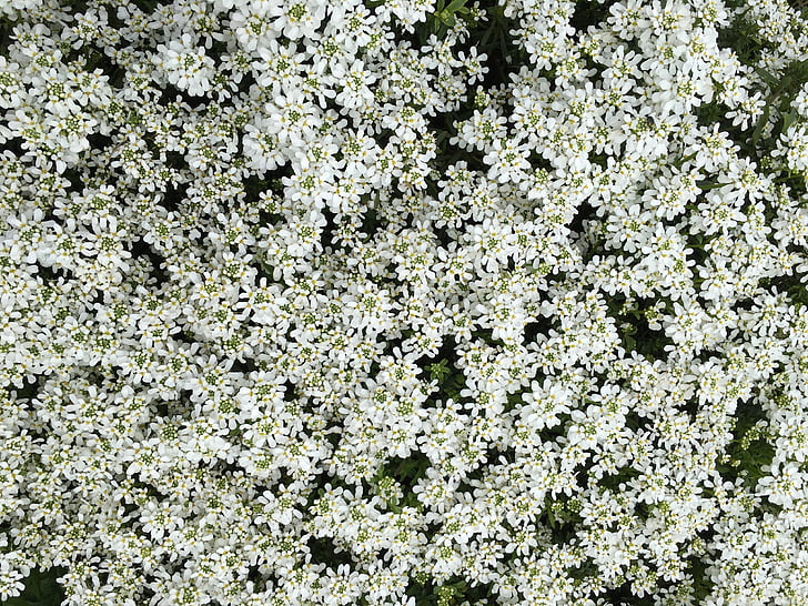 květ, bílá, Bloom