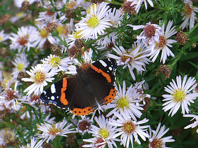 Admiral, Schmetterling, Insekt, Frühling, bunte, Blumen